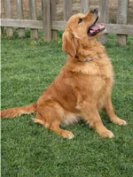 Rose, a female Golden Retriever for sale in Underwood, IA – 2 of 4