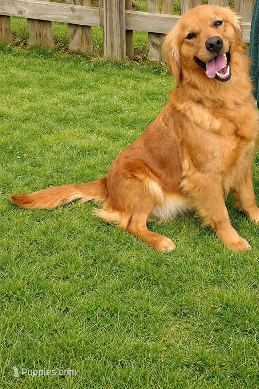 Rose – Golden Retriever puppy for sale in Underwood, IA