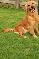 Rose, a female Golden Retriever for sale in Underwood, IA – 1 of 4