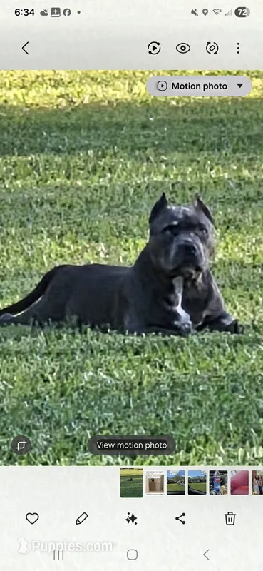 Zoey – American Bully puppy for sale in Covington, LA