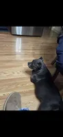 Zoey, a female American Bully for sale in Covington, LA – 2 of 2