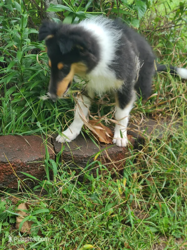 Skeeter – Collie puppy for sale in Kansas City, MO
