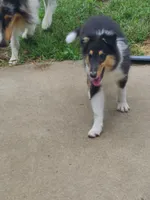 Skeeter, a female Collie for sale in Kansas City, MO – 2 of 6