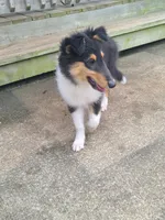Skeeter, a female Collie for sale in Kansas City, MO – 6 of 6