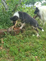 Skeeter, a female Collie for sale in Kansas City, MO – 4 of 6