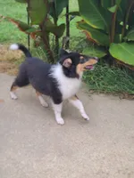 Skeeter, a female Collie for sale in Kansas City, MO – 5 of 6