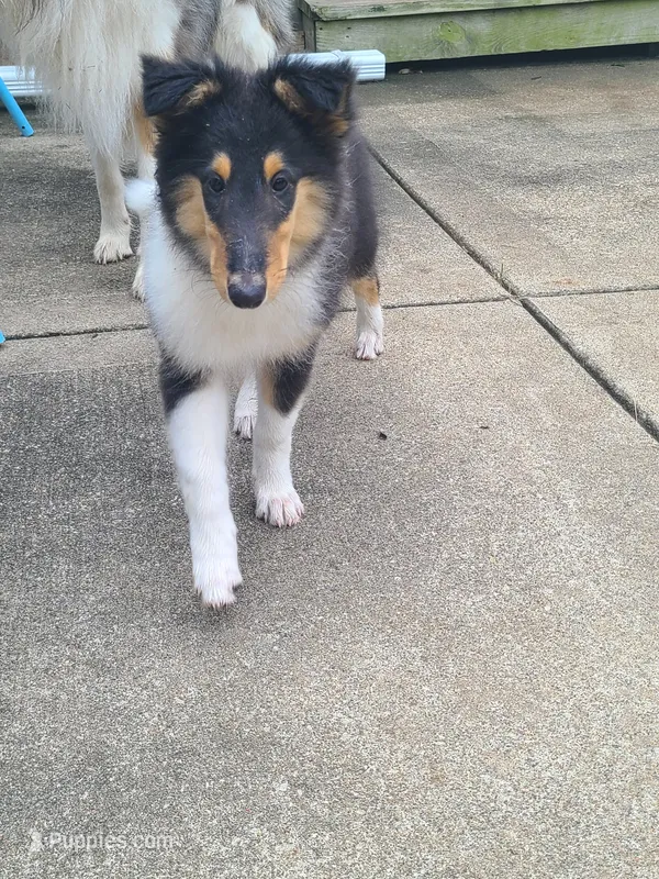 Scarlett – Collie puppy for sale in Kansas City, MO