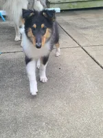 Skeeter, a female Collie for sale in Kansas City, MO – 3 of 6