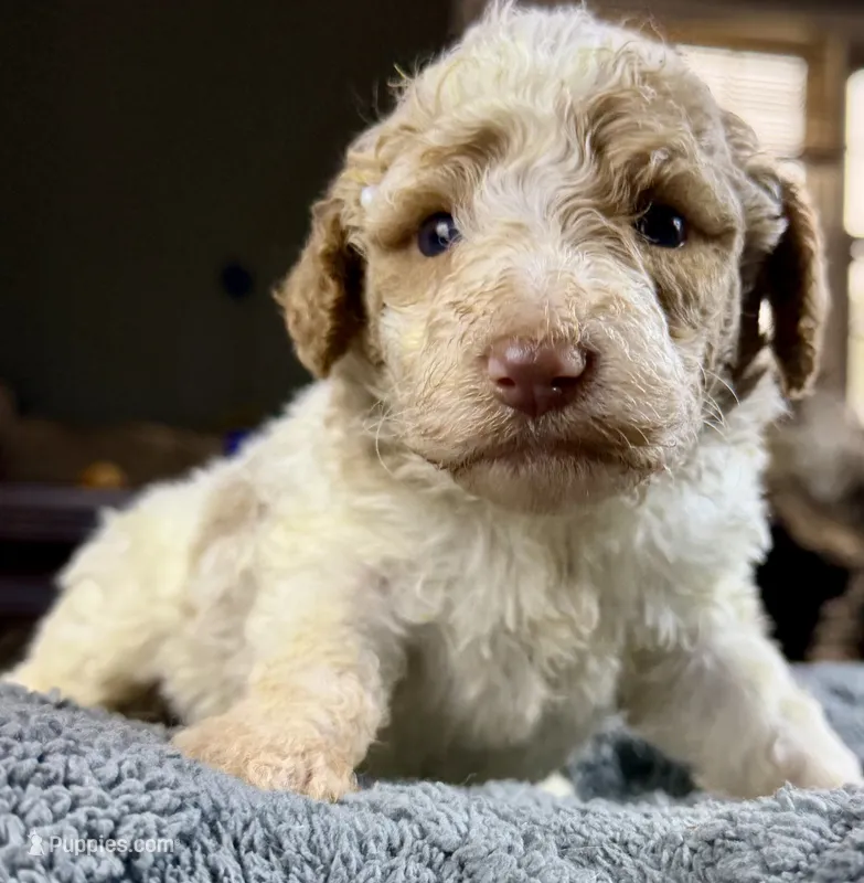Cream parti boy 6 – Bernedoodle, Poodle - Standard  puppy for sale in Dallas, GA