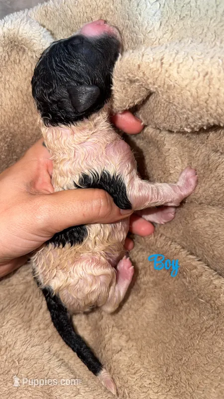 Black and white boy 4 – Bernedoodle, Poodle - Standard  puppy for sale in Dallas, GA