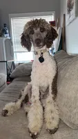 Mochi (akc), a male Poodle - Multi-Colored Standard for sale in Dallas, GA – 4 of 4