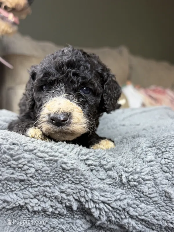 Black and white boy 3 – Bernedoodle, Poodle - Standard  puppy for sale in Dallas, GA