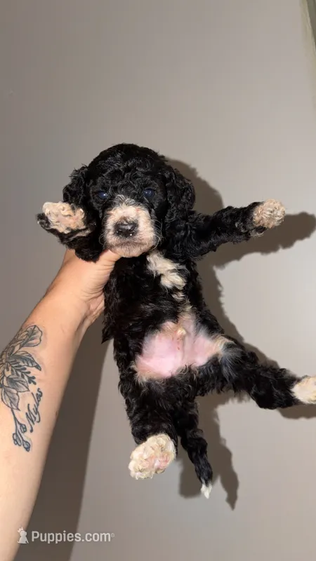 Black and white boy 2 – Bernedoodle, Poodle - Standard  puppy for sale in Dallas, GA