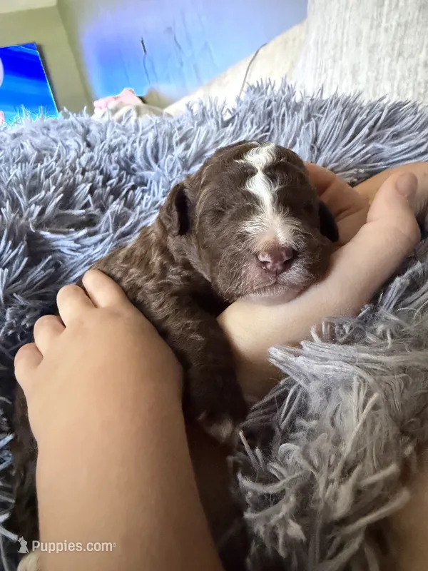 Brown boy – Bernedoodle, Poodle - Standard  puppy for sale in Dallas, GA