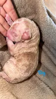 Cream boy 5, a male Bernedoodle and Poodle - Standard  for sale in Dallas, GA – 1 of 1
