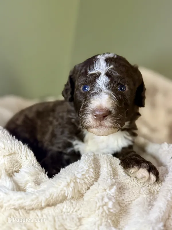 Brown boy – Bernedoodle, Poodle - Standard  puppy for sale in Dallas, GA