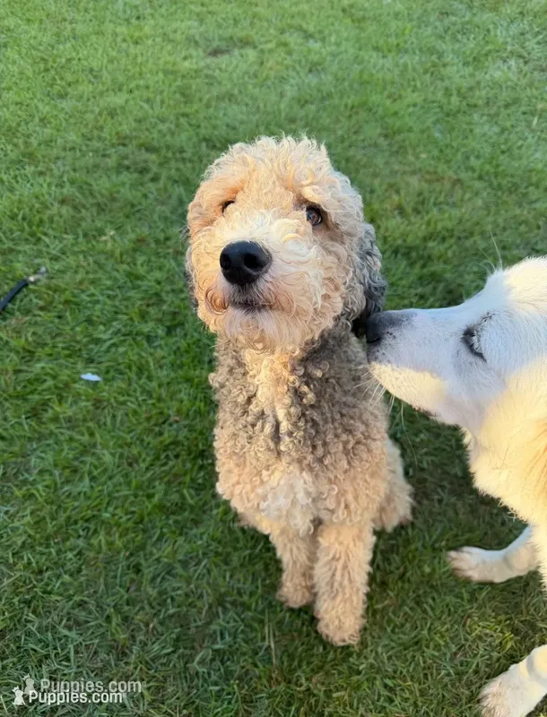 Kyra – Bernedoodle, Poodle - Standard  puppy for sale in Dallas, GA