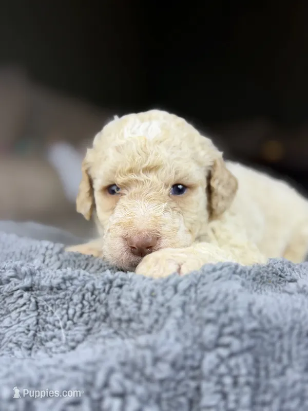 Cream boy 5 – Bernedoodle, Poodle - Standard  puppy for sale in Dallas, GA