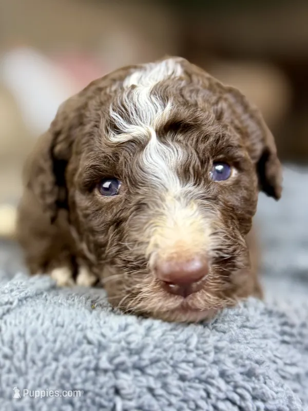 Brown boy – Bernedoodle, Poodle - Standard  puppy for sale in Dallas, GA