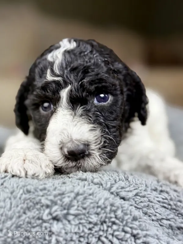 Black and white boy 4 – Bernedoodle, Poodle - Standard  puppy for sale in Dallas, GA