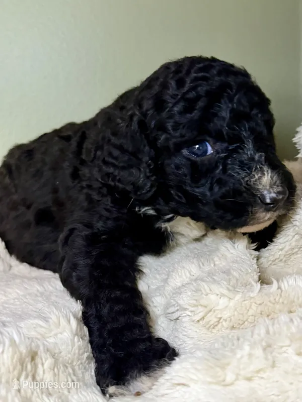 Black with white markings girl 1 – Bernedoodle, Poodle - Standard  puppy for sale in Dallas, GA