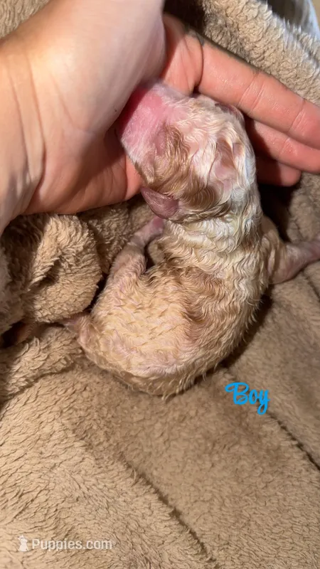 Cream parti boy 6 – Bernedoodle, Poodle - Standard  puppy for sale in Dallas, GA