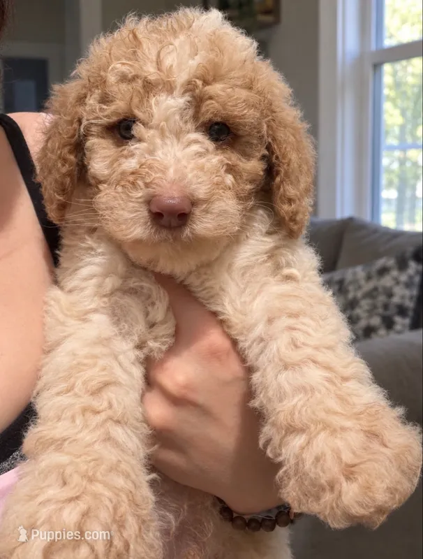 Cream parti boy 6 – Bernedoodle, Poodle - Standard  puppy for sale in Dallas, GA