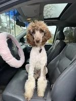 Mochi (akc), a male Poodle - Multi-Colored Standard for sale in Dallas, GA – 1 of 4