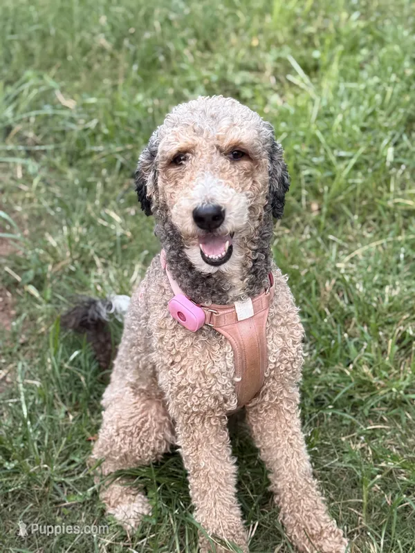 Kyra – Bernedoodle, Poodle - Standard  puppy for sale in Dallas, GA