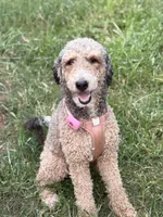 Kyra, a female Bernedoodle and Poodle - Standard  for sale in Dallas, GA – 1 of 1
