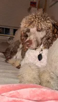 Mochi (akc), a male Poodle - Multi-Colored Standard for sale in Dallas, GA – 2 of 4