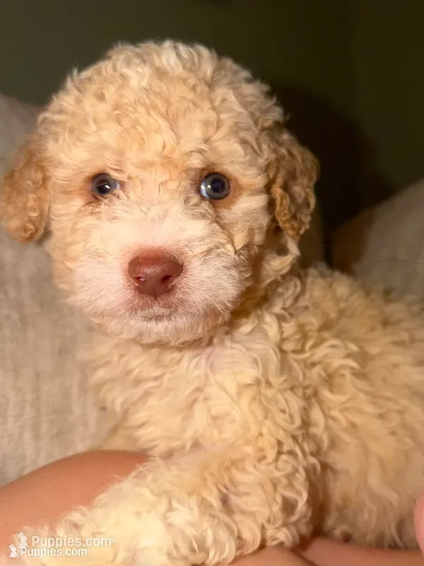 Cream boy 5 – Bernedoodle, Poodle - Standard  puppy for sale in Dallas, GA
