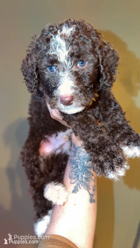 Brown boy – Bernedoodle, Poodle - Standard  puppy for sale in Dallas, GA