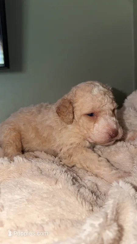 Cream boy 5 – Bernedoodle, Poodle - Standard  puppy for sale in Dallas, GA