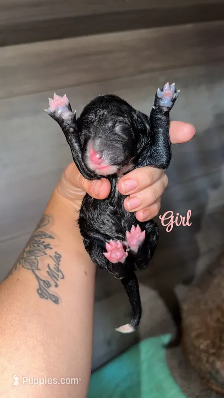 Black with white markings girl 1 – Bernedoodle, Poodle - Standard  puppy for sale in Dallas, GA