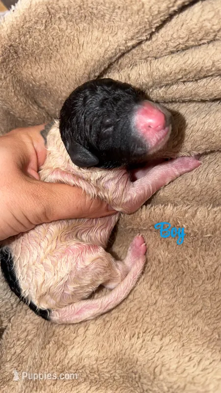 Black and white boy 3 – Bernedoodle, Poodle - Standard  puppy for sale in Dallas, GA