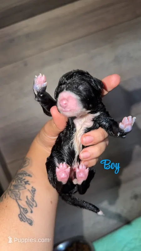 Black and white parti boy 2 – Bernedoodle, Poodle - Standard  puppy for sale in Dallas, GA