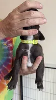 Yellow, a female German Shorthaired Pointer for sale in Ball Ground, GA – 3 of 3