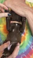 Pink, a female German Shorthaired Pointer for sale in Ball Ground, GA – 1 of 5