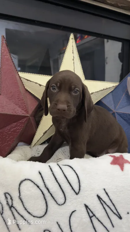 Dark Green – German Shorthaired Pointer puppy for sale in Ball Ground, GA