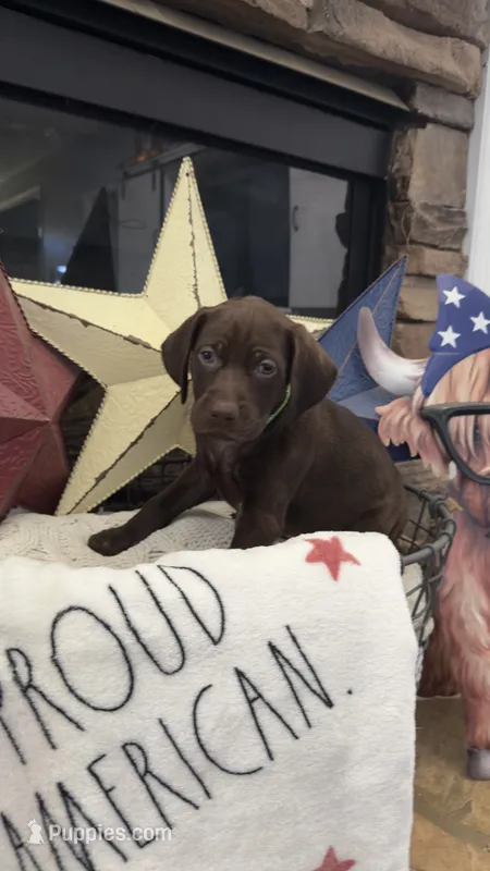Light green – German Shorthaired Pointer puppy for sale in Ball Ground, GA