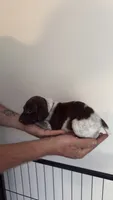 Dark pink, a female German Shorthaired Pointer for sale in Ball Ground, GA – 2 of 3