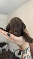 Red, a male German Shorthaired Pointer for sale in Ball Ground, GA – 4 of 5