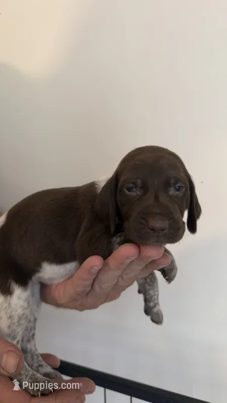 Dark pink – German Shorthaired Pointer puppy for sale in Ball Ground, GA