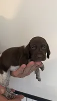 Dark pink, a female German Shorthaired Pointer for sale in Ball Ground, GA – 1 of 3