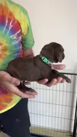Dark Green, a male German Shorthaired Pointer for sale in Ball Ground, GA – 3 of 4