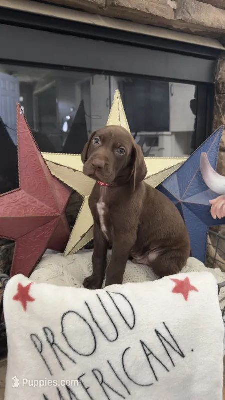 Red – German Shorthaired Pointer puppy for sale in Ball Ground, GA