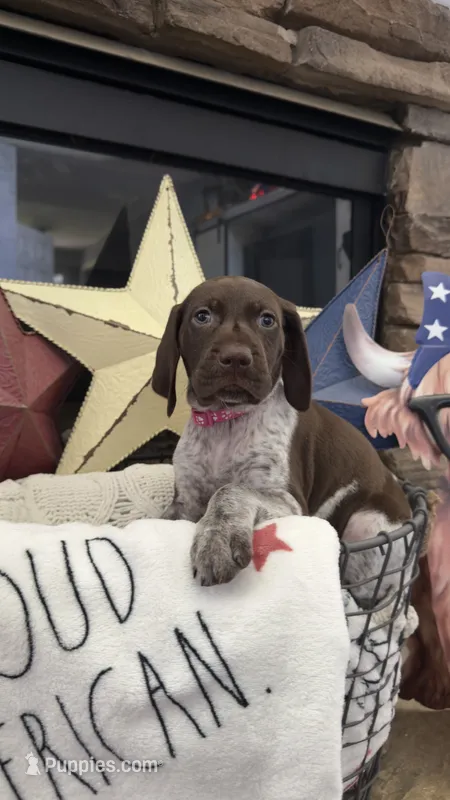 Dark pink – German Shorthaired Pointer puppy for sale in Ball Ground, GA