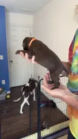 Orange, a male German Shorthaired Pointer for sale in Ball Ground, GA – 3 of 3