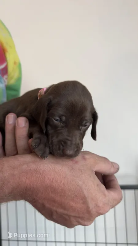 Pink – German Shorthaired Pointer puppy for sale in Ball Ground, GA